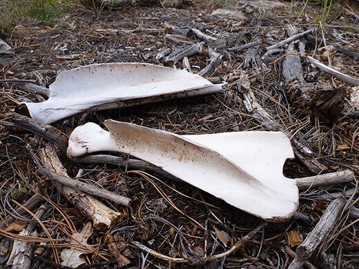 Mysterious bone fragments