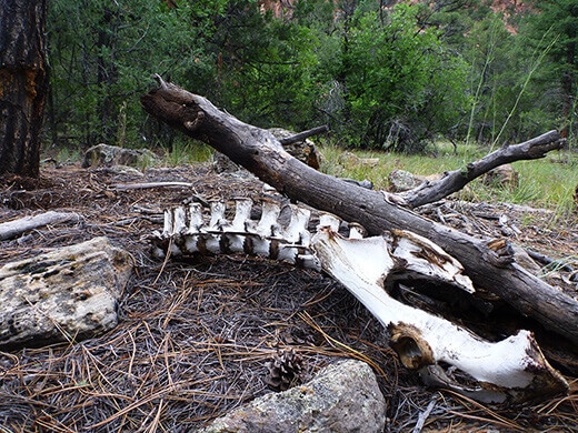 Mysterious vertebrae