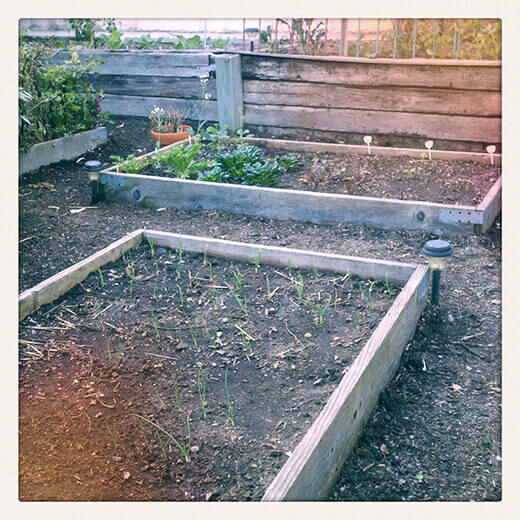 My bare winter garden... because it's been too warm