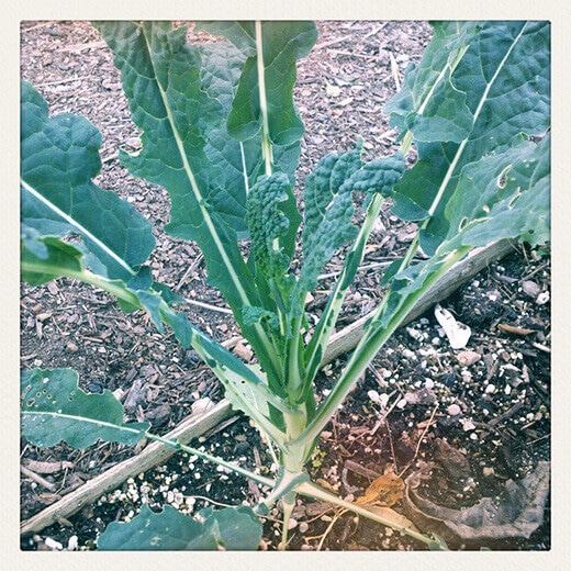 Prematurely bolting dinosaur kale