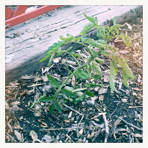 Winter tomato plant finally thriving in uncommon heat