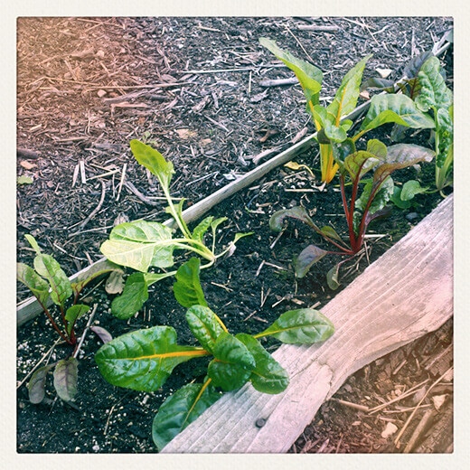 Diminutive rainbow chard