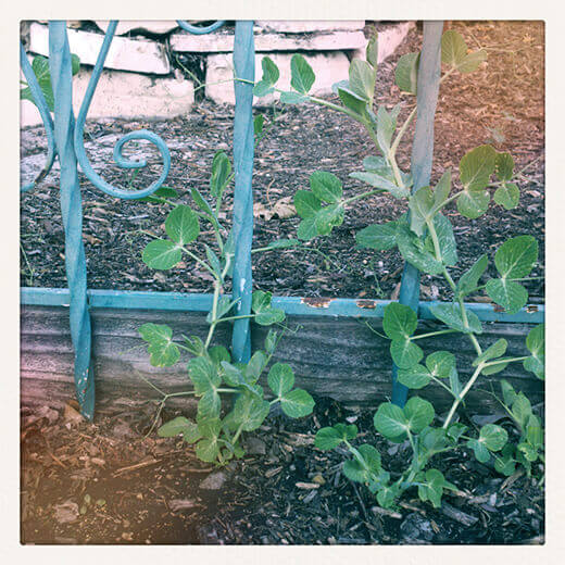 Snow peas at a standstill