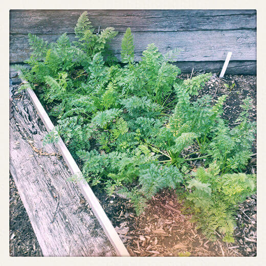 Carrots seem confused between winter and summer