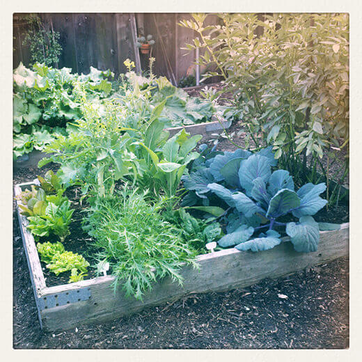 The saving grace of the garden