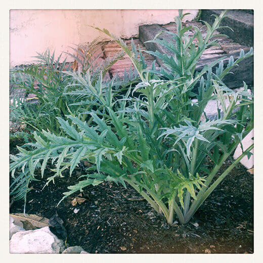Artichokes multiplying rapidly