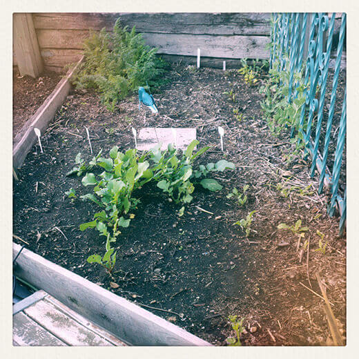 Beets and radishes somewhere in here