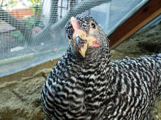 Kimora the Barred Rock hen