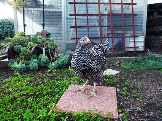 Kimora free-ranging in the backyard