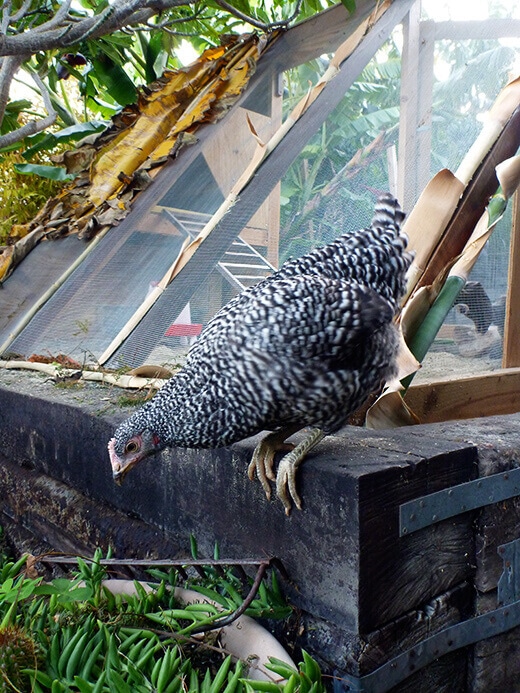 Kimora free-ranging in the backyard