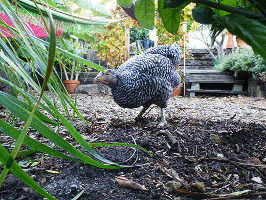 Curious Kimora foraging in the backyard