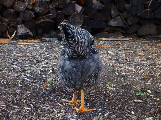 Fluffy Barred Rock butt