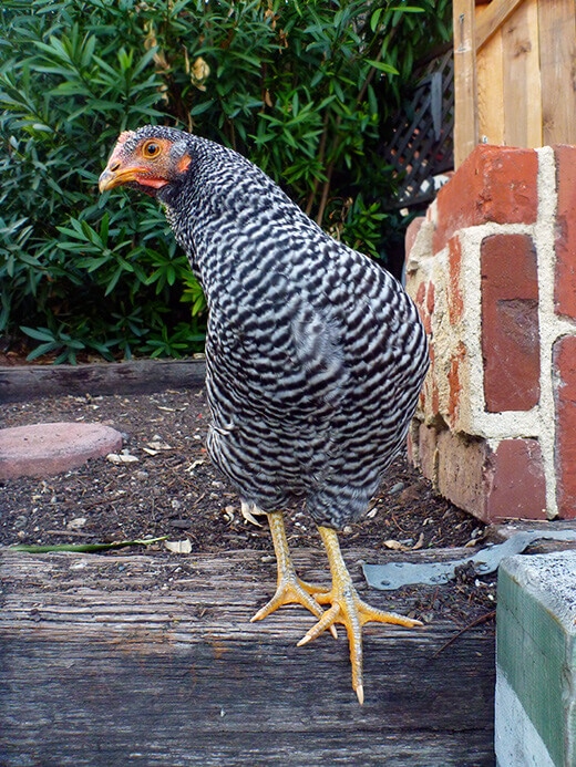 Curious Barred Rock hen