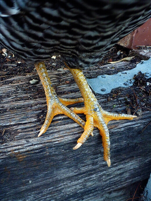 Yellow chicken feet