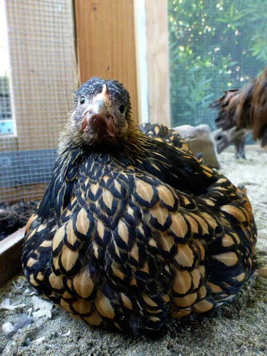 Iman the Golden Laced Cochin