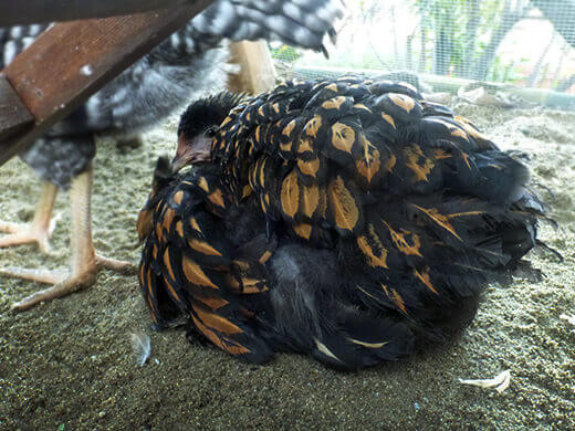 Iman the feathery fluffball