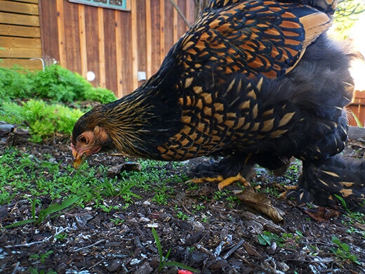 Iman foraging in the backyard