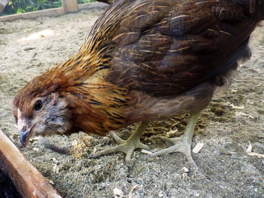 Backyard chicken Gisele