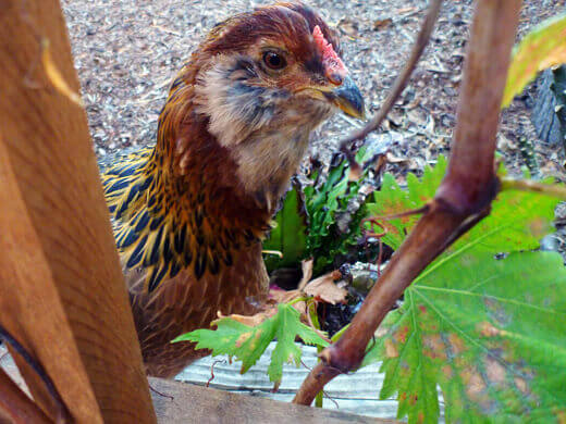 Gisele free-ranging in the backyard