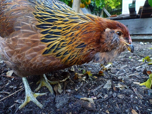 Gisele foraging in the backyard