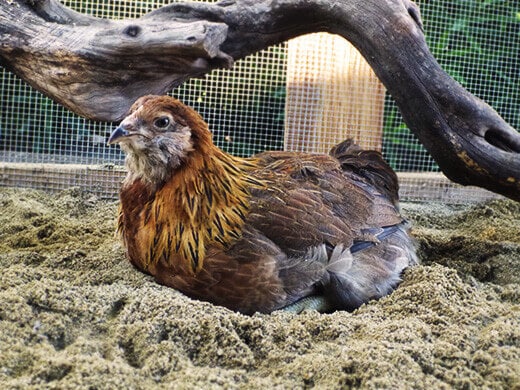 Gisele pampering herself with a dust bath