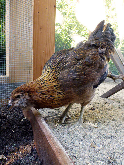 Gisele's beautiful buff, bronze and gold plumage