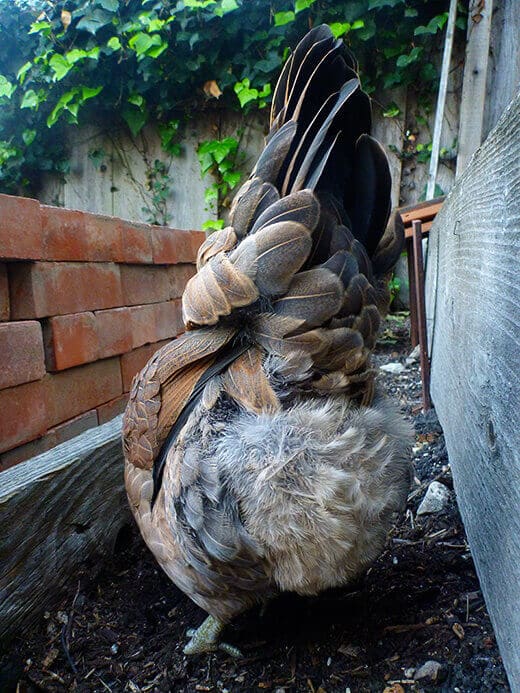 Easter Egger tail feathers