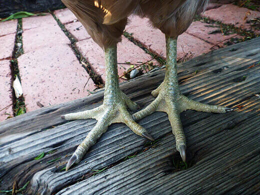 Slate-colored legs on an Easter Egger chicken