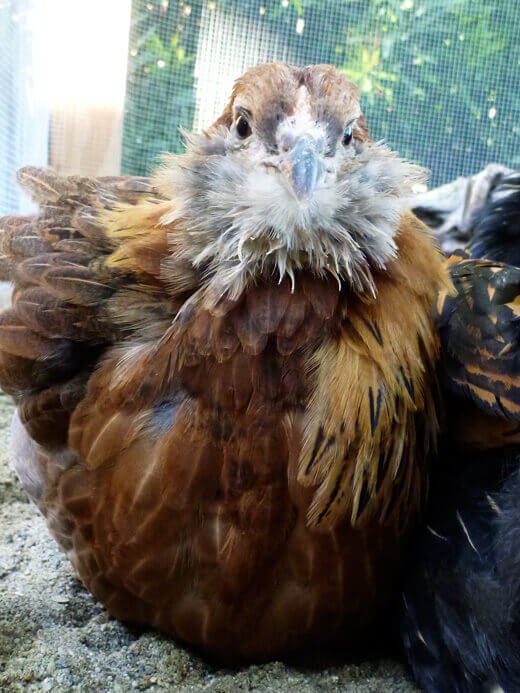 Grayish-white muffs and beard on an Easter Egger