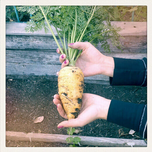 Chantenay Red Core carrot