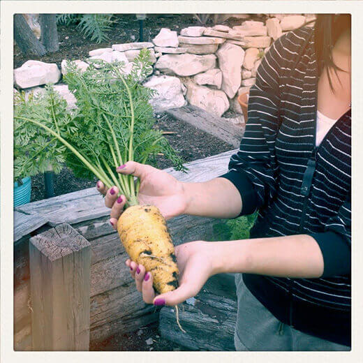 Chantenay Red Core carrot