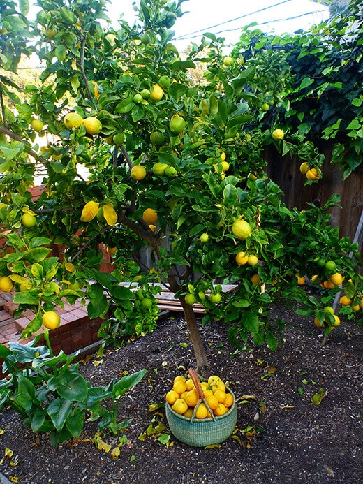 Lemon harvest
