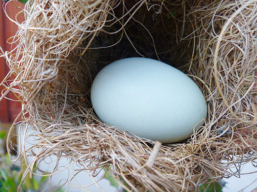 The first egg from my backyard chickens