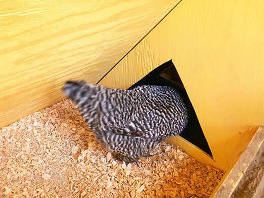 Kimora goes into the egg box