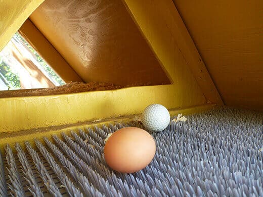 Freshly laid brown egg