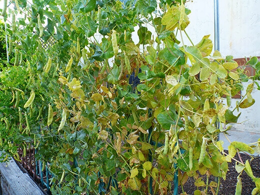 Snow peas at the end of their season