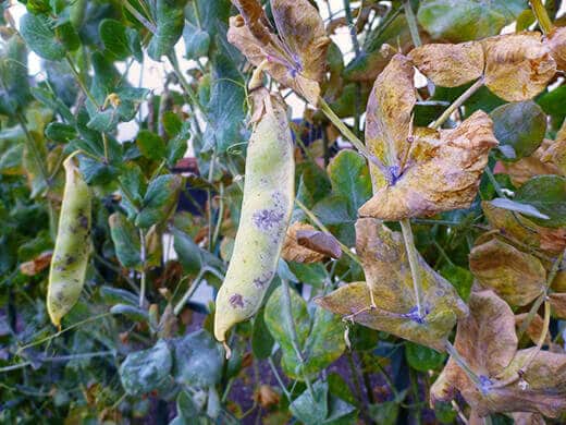 Letting snow pea pods dry out to collect seeds