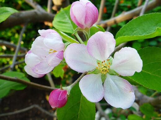 Apple blossoms