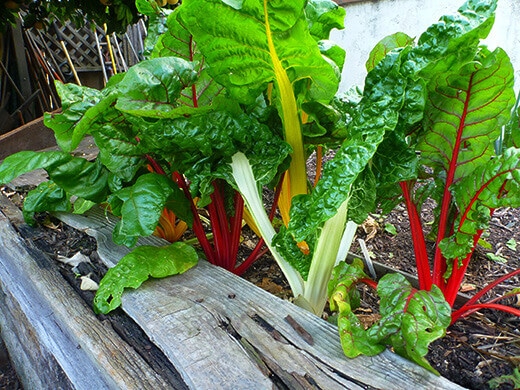 Rainbow chard