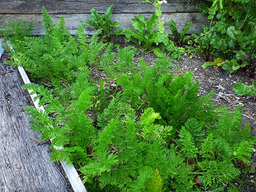 Carrots and beets