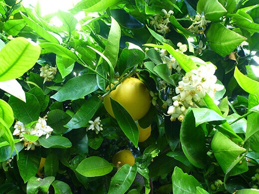 Ripe grapefruits in the middle of grapefruit blossoms