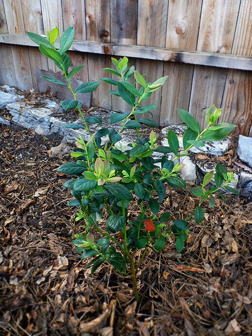 Blueberry bush