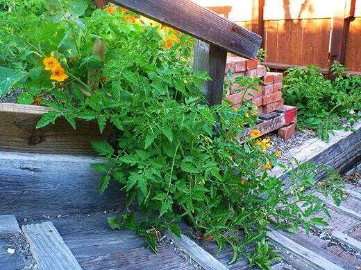 Volunteer tomato plants