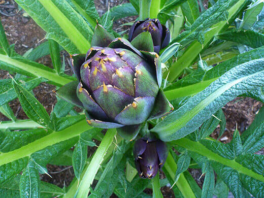Purple of Romagna artichoke