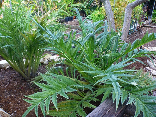 Purple of Romagna artichoke plants
