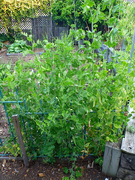 Tall Telephone garden peas