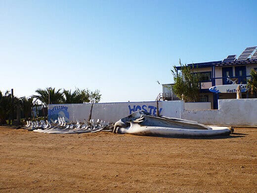 Whale bones