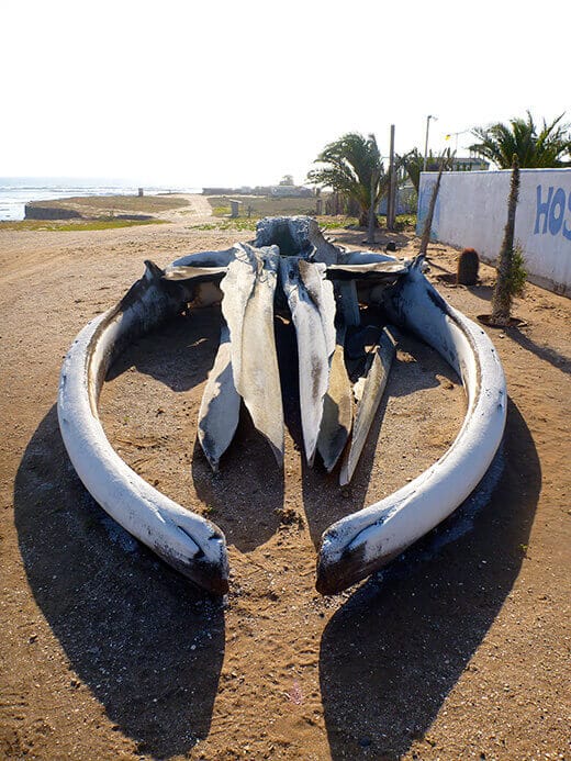 Whale head