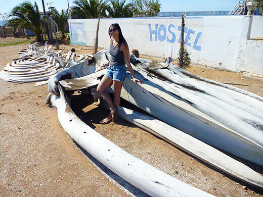 Whale skeleton