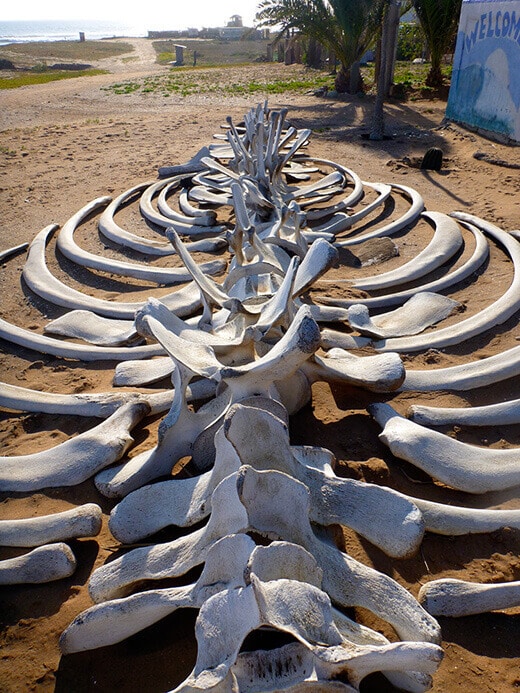 Whale vertebrae